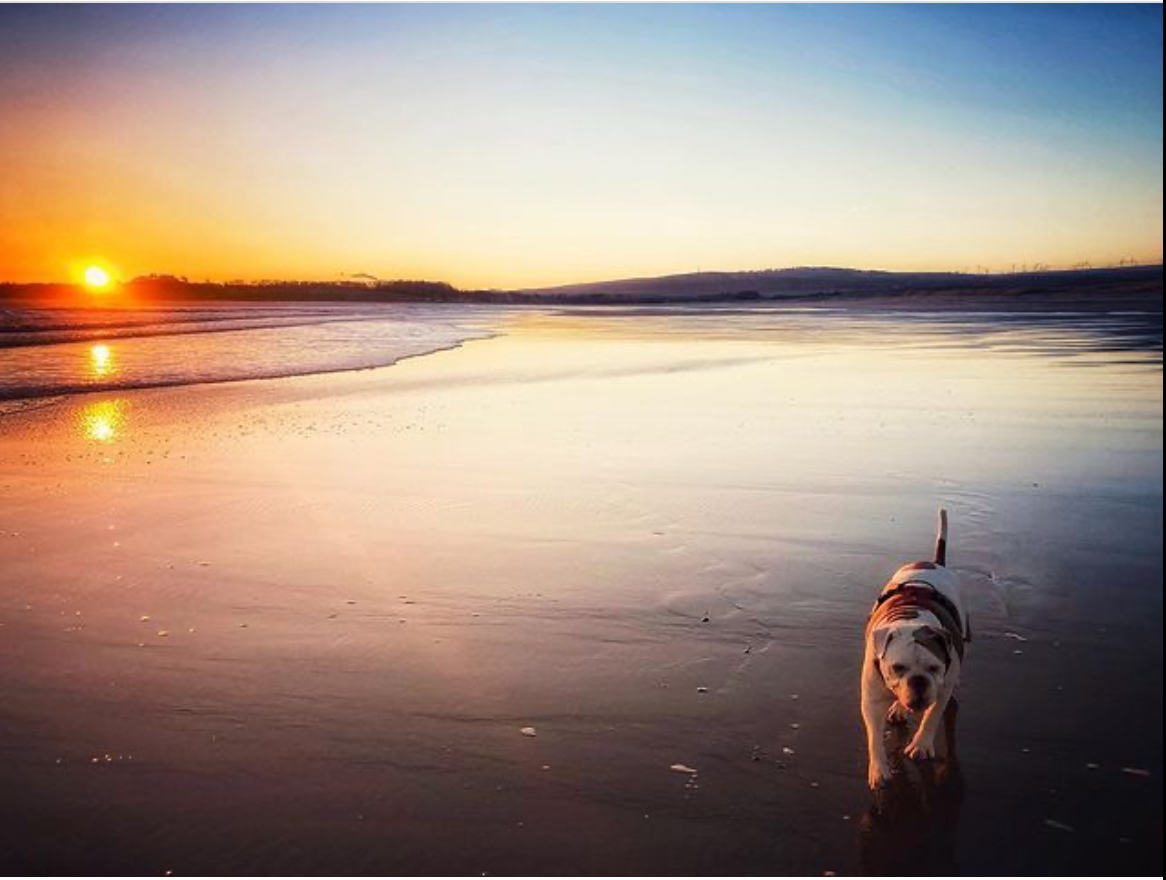 Dogs and hot weather